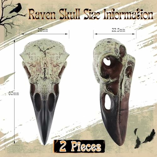 Raven skull size with measurements; two pieces shown.