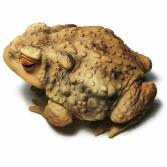 Frog Toad Sculptures