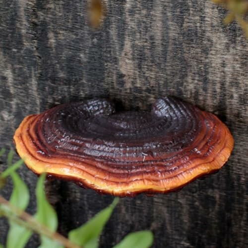 Red reishi mushroom growing on a tree trunk